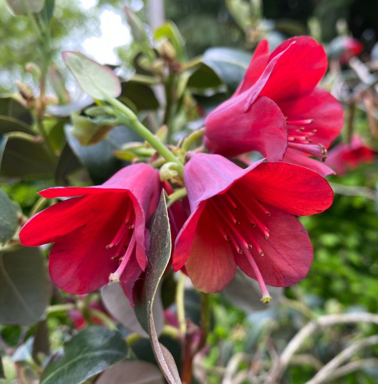R. cinnabarinum ssp. cinnabarinum Roylei Group